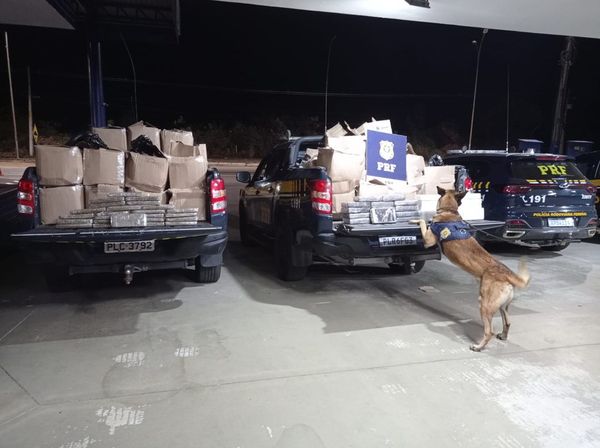 Cão farejador auxiliou a encontrar a droga