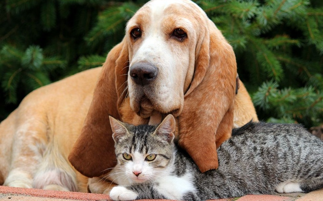 Pesquisa revela os nomes de cães e gatos mais comuns no Brasil em 2020