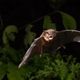Imagem - Qual é o risco do morcego transmitir doenças infecciosas? Pesquisa busca respostas