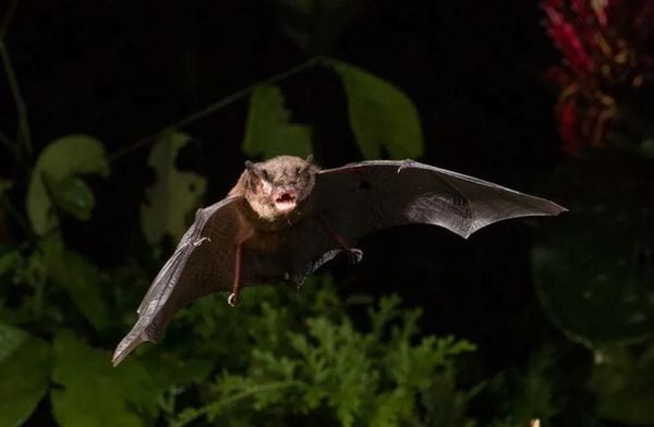 Morcego infectado com vírus da raiva é encontrado em Feira de Santana