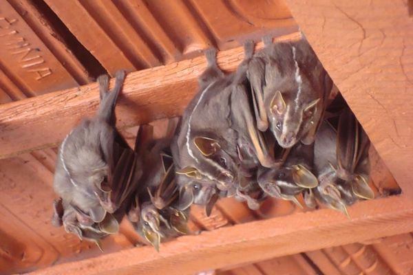 Morcego infectado com vírus da raiva é encontrado em Feira de Santana