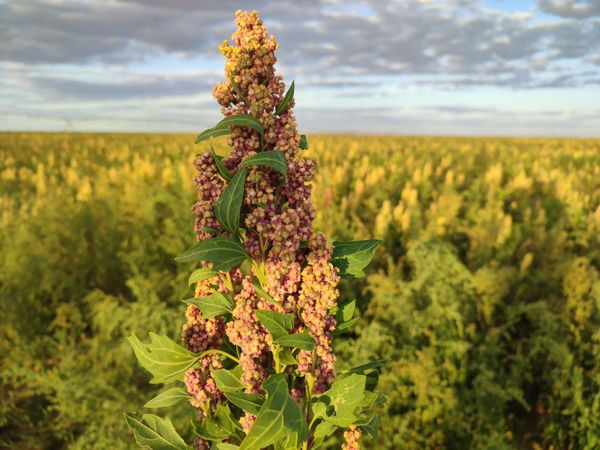 Plantação de quinoa no Oeste baiano abastece 37% do mercado nacional