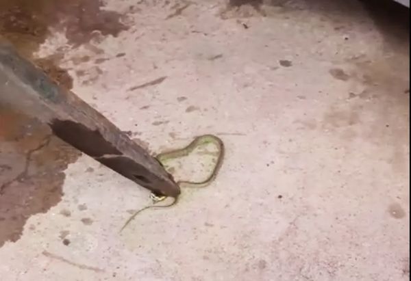 Cobra estava em bebedouro