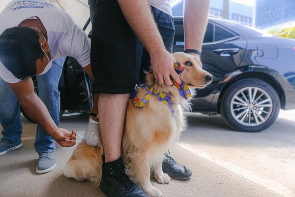 Cães e gatos serão vacinados