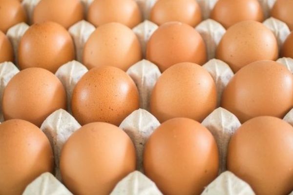 A Bahia tem produção recorde de ovos como resultado dos investimentos em tecnologia