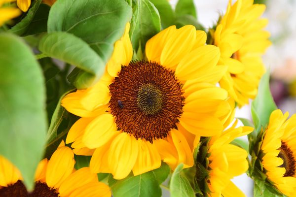 Estação das flores começa no dia 23 de setembro