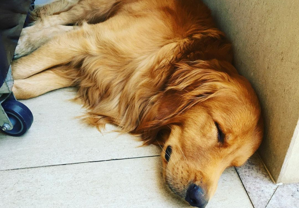 Cachorro é assassinado por policial 