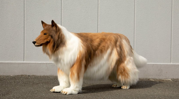 Japonês gasta R$ 75 mil e realiza sonho de se 'transformar' em cachorro da raça collie