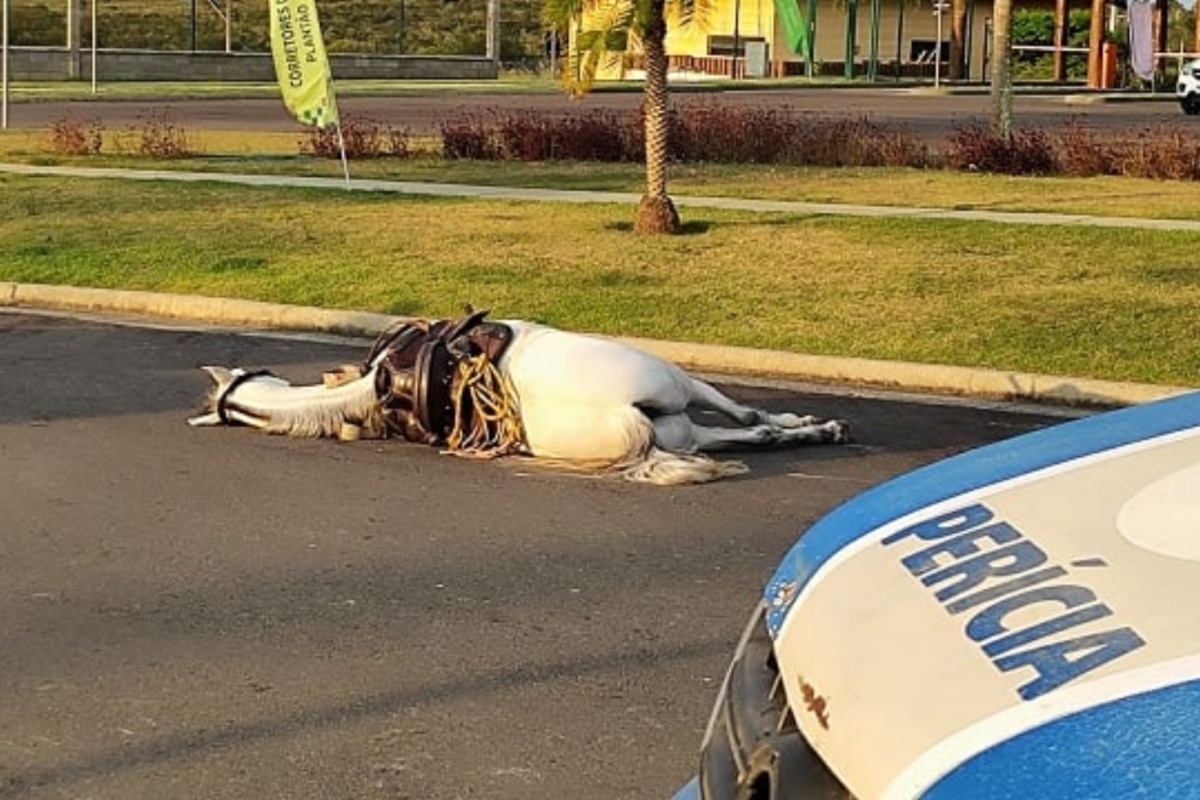 homem matando cavalo de faca 2023