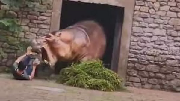 Funcionário de zoológico na China é atacado por hipopótamo