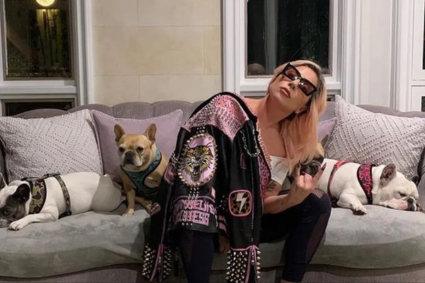 Lady Gaga e seus cachorros por Reprodução