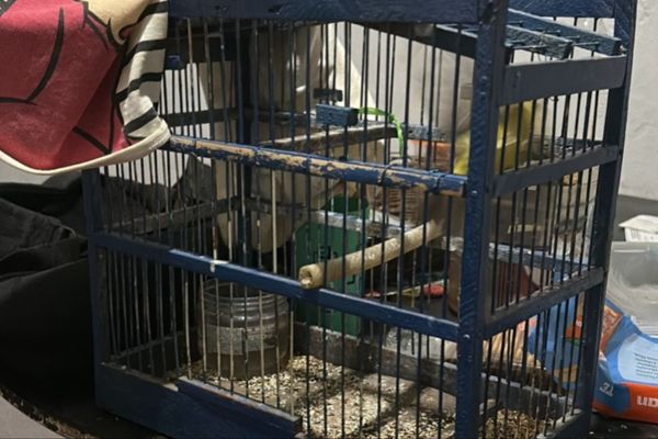Pássaro foi apreendido na casa