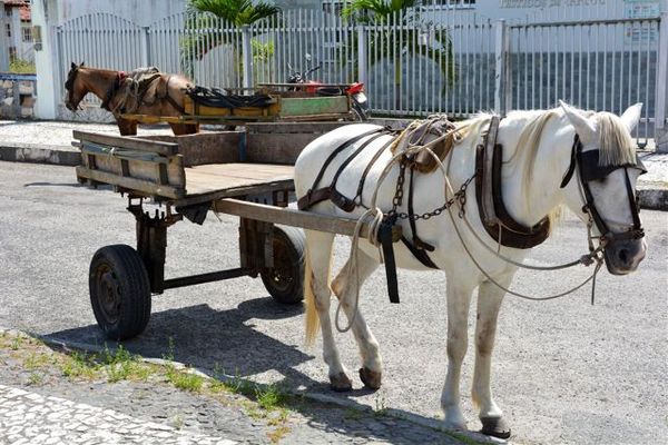 Carroças de tração animal viraram polêmica em Feira de Santana