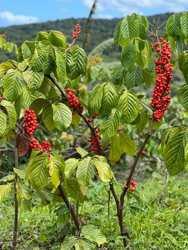 Com foco no guaraná orgânico, a meta da empresa é plantar 1,5 mil plantas entre 2023 e 2024