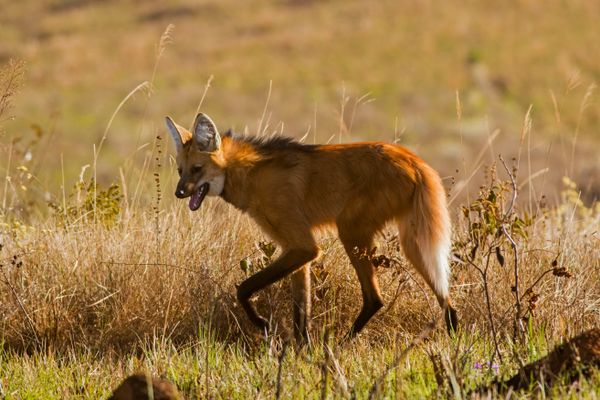 Lobo-guará, mamífero típico do bioma do Cerrado 