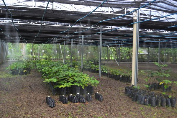 No Amazonas, na Embrapa Amazônia Ocidental, são utilizadas 