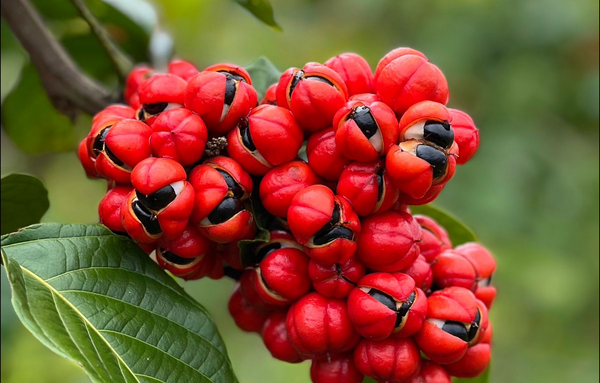 O guaraná começou a ser produzido comercialmente na década de 1960, no Sul do estado