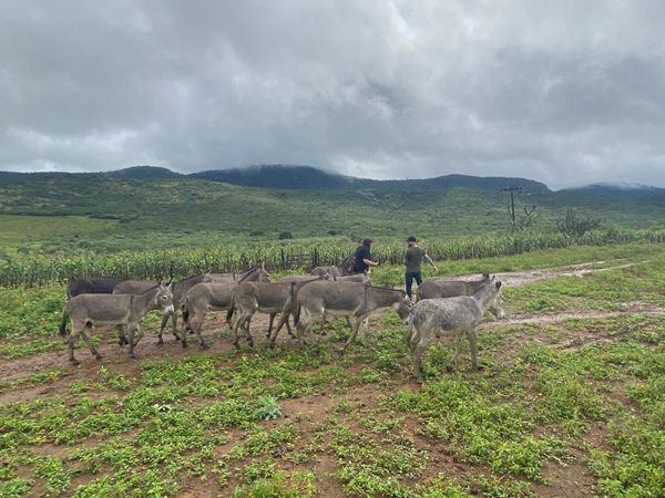 O abate do animal chegou a ser proibido através de liminar em 2018, após casos de maus-tratos com centenas de animais mortos de fome e sede e em confinamento ilegal em Itapetinga, Itororó e Amargosa por Chiara Albano/FNDJ.