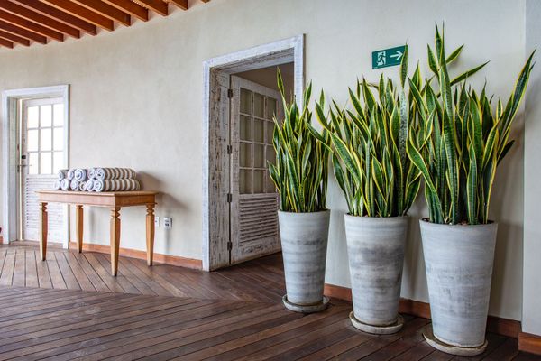Veja plantas ideais para ter em apartamento