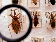 Imagem - Beberam caldo de cana: seis casos de doença de Chagas são registrados na Bahia