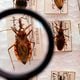Imagem - Beberam caldo de cana: seis casos de doença de Chagas são registrados na Bahia