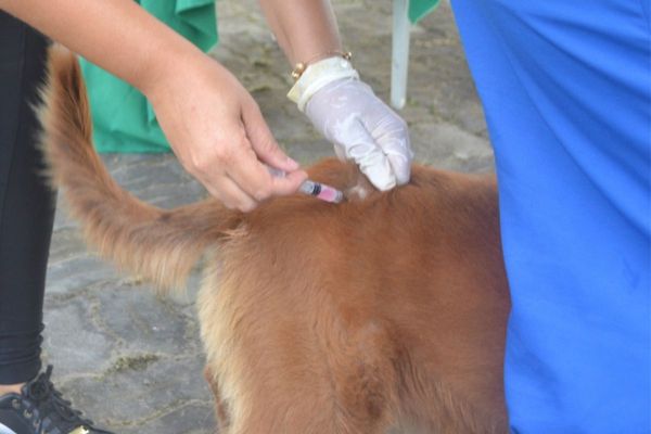 A vacinação contra a raiva é anual e direcionada a cães e gatos a partir de três meses de idade