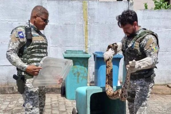 A Jiboia foi resgatada pela Guarda Civil Municipal