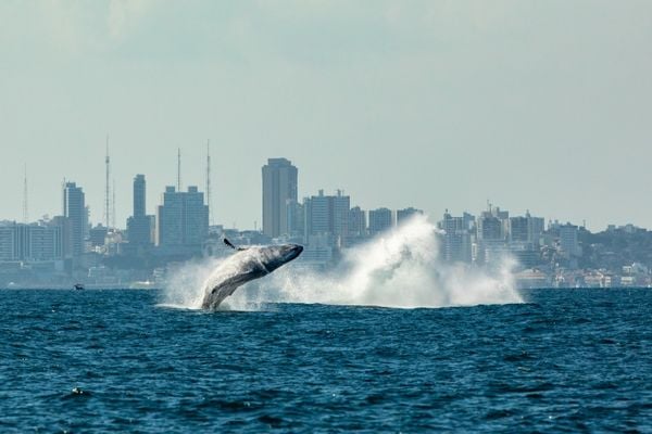 Baleia faz acrobacias no mar de Salvador