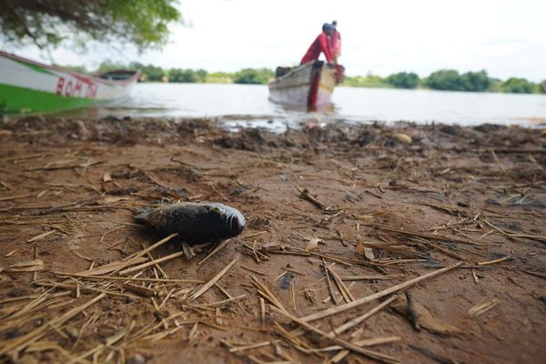 FPI investiga mortandade de peixes no Rio São Francisco, próximo a Juazeiro, Norte da Bahia