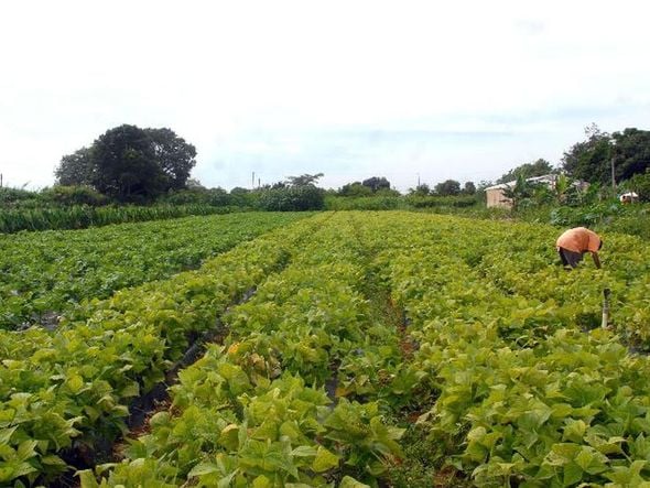 Imagem - Agricultura baiana tem queda de R$ 2,8 bilhões em um ano