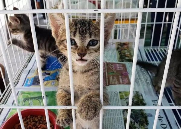Gato