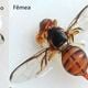 Imagem - Mosca-da-carambola leva quatro estados à emergência fitossanitária