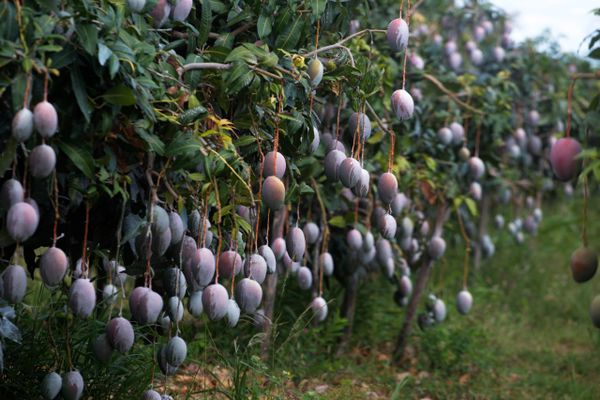 Regiões de Produção - Frutas do Brasil