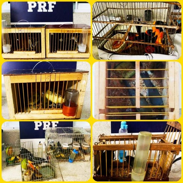 30 aves são apreendidas pela PRF