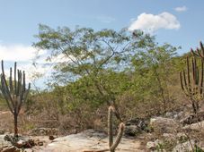 Imagem - Saiba por que a Bahia foi escolhida para projeto nacional que monitora impactos do clima na saúde