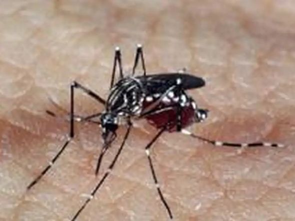 Imagem - Dengue: tire as principais dúvidas sobre a doença