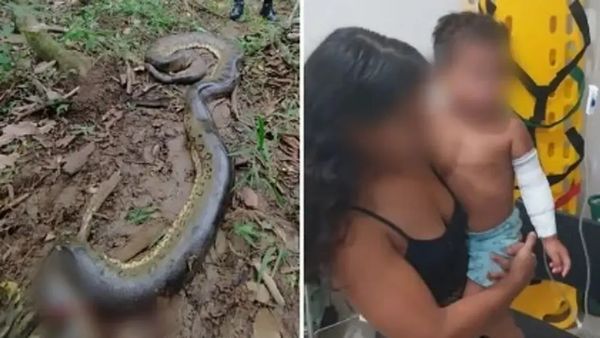 Menino foi atacado por sucuri