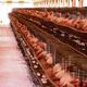 Imagem - 20 mil frangos são mortos na Bahia por causa do calor