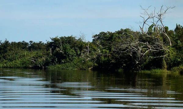BNDES e Petrobras investem na recuperação de manguezais do Brasil
