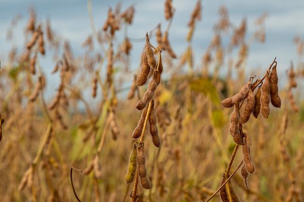 A cultura da soja é muito sensível às mudanças climáticas e o calor já conseguiu provocar uma redução no plantio por Shutterstock
