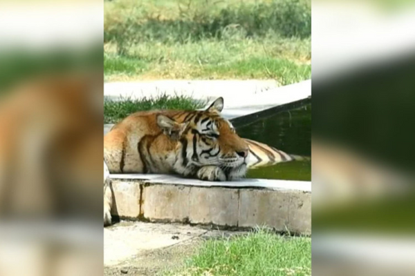 Um corpo foi achado dentro da jaula do tigre