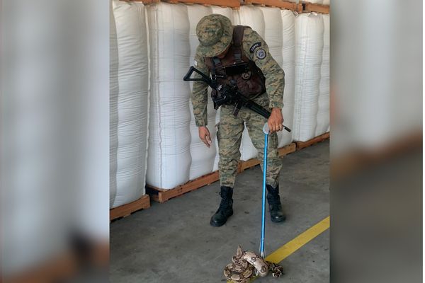 Jiboia é resgatada pela PM em Camaçari