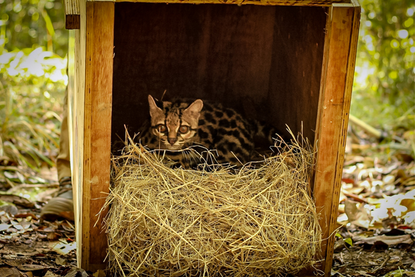 O gato-maracajá (Leopardus wiedii) tem status de espécie quase ameaçada de extinção