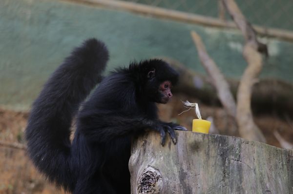 Parque Zoobotânico de Salvador desenvoveu estratégias com picolé