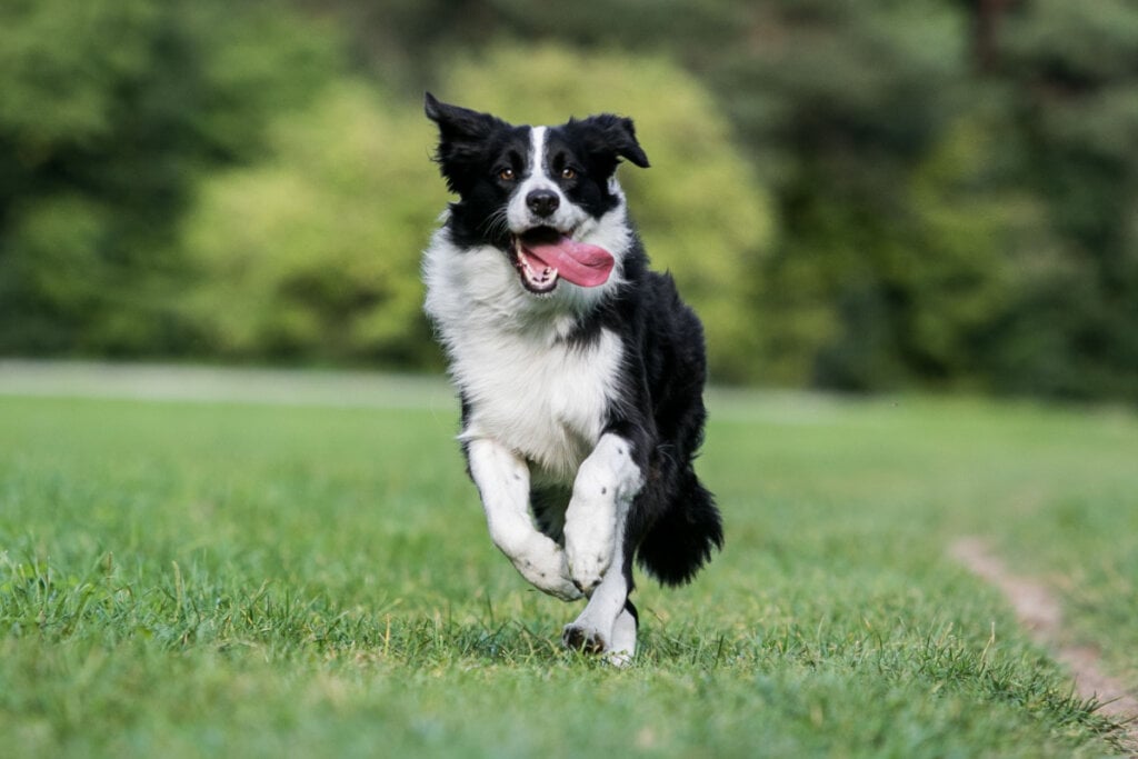 Os cachorros da raça border collie são conhecidos por sua inteligência e energia infinita (Imagem: Aneta Jungerova | Shutterstock)  por  