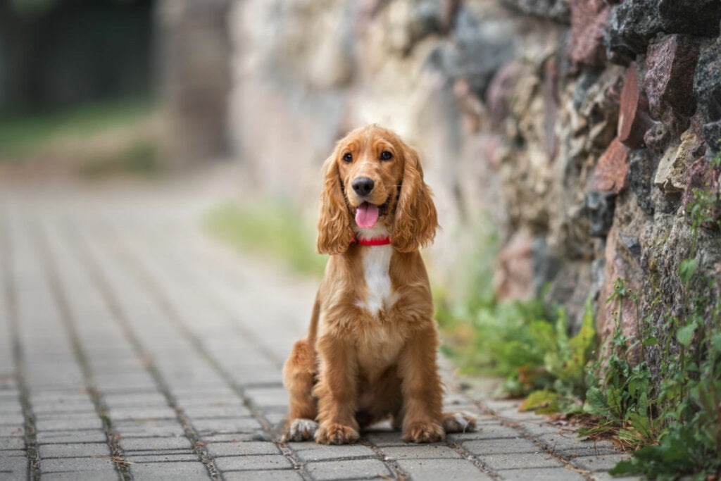 Os cachorros da raça cocker spaniel são alegres e brincalhões (Imagem: otsphoto | Shutterstock) por  