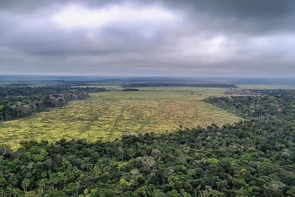 De janeiro a novembro, desmatamento na Amazônia teve redução de 62%