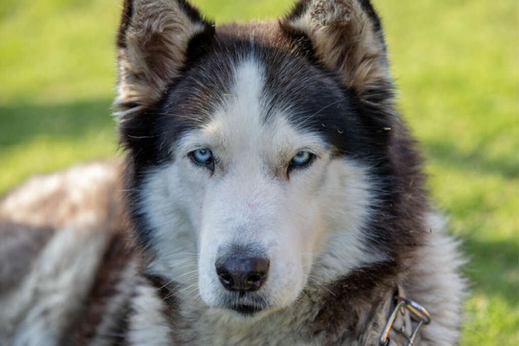 Jornal Correio  10 raças de cachorro que mais sofrem com o calor