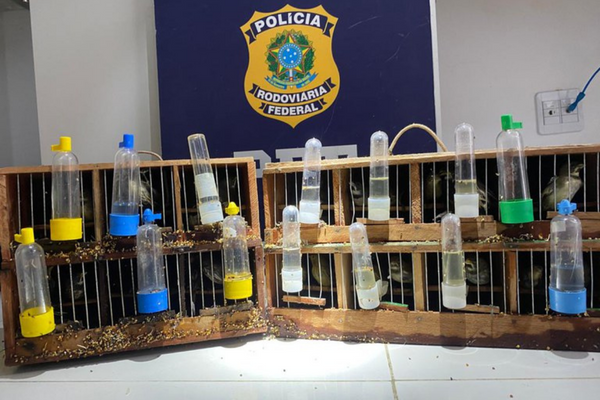 48 aves silvestres em gaiolas foram resgatadas por policiais rodoviários federais durante fiscalização