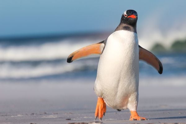 Estudo identificou que mais de 600 partículas por litro estavam presentes em bebidas envasadas em garrafas de vidro por Shutterstock
